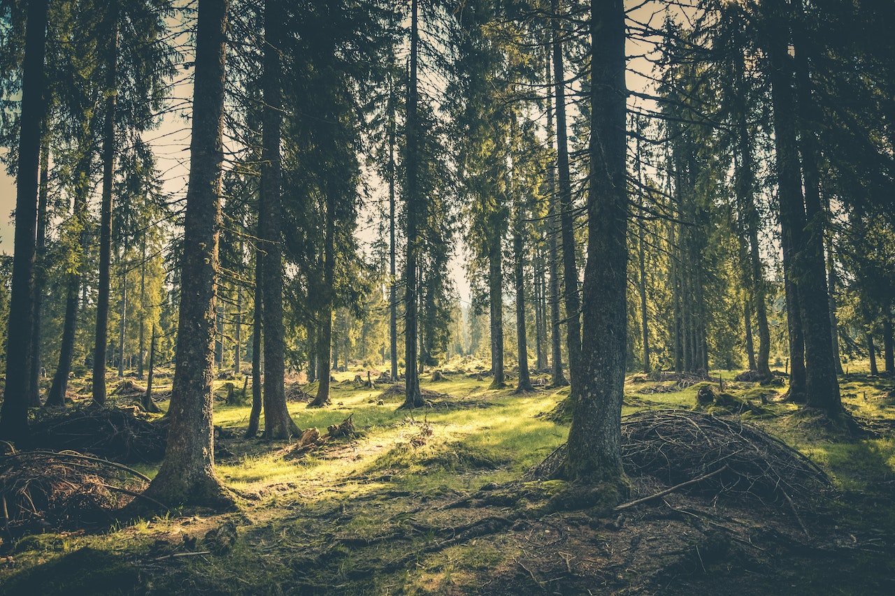 İzmir Orman Genel Müdürlüğü 46 orman muhafaza memuru alacak