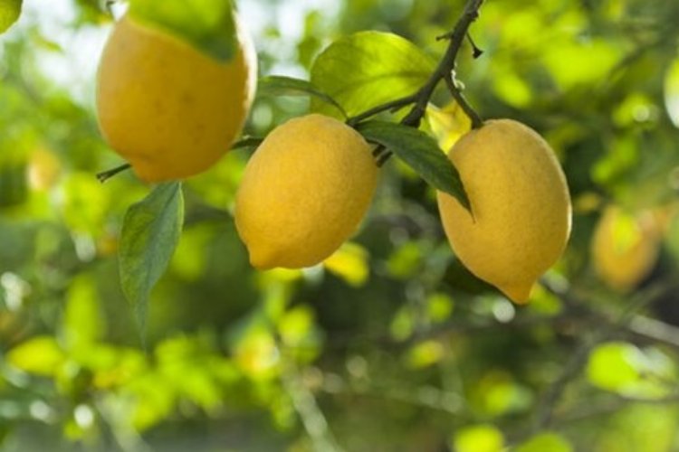 Düşük limon fiyatları üreticileri