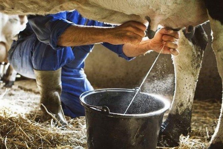 Ticari süt işletmelerince 786